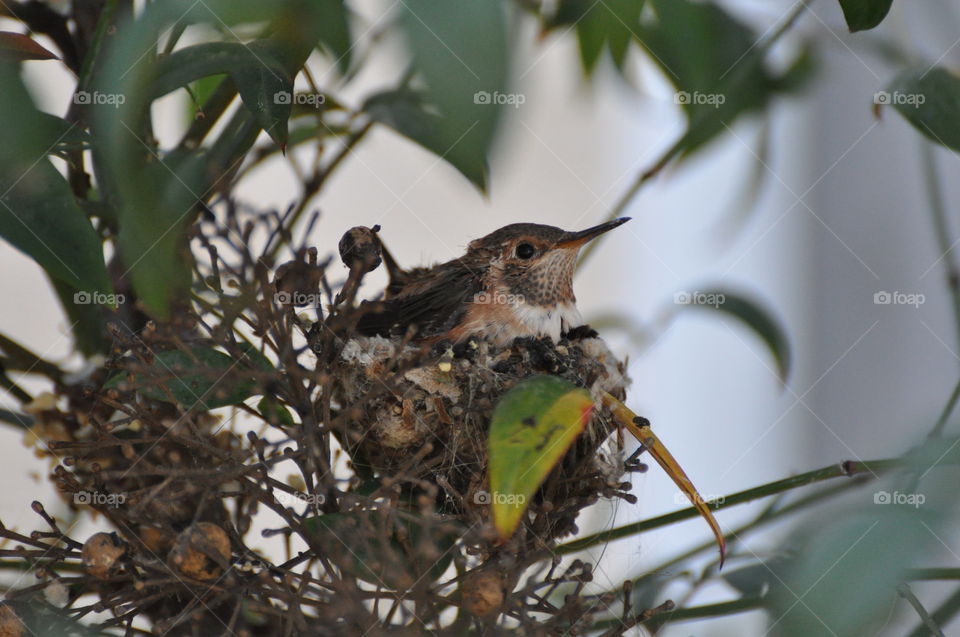 Hummingbird chicks