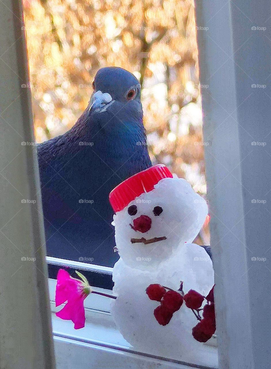 Spring through an open window.  There is a sad snowman with red berries and flowers on the windowsill.  An indignant pigeon stands nearby