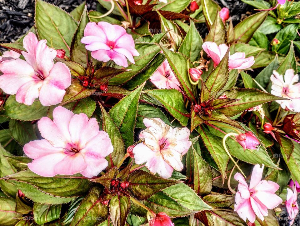 Pink Flowers