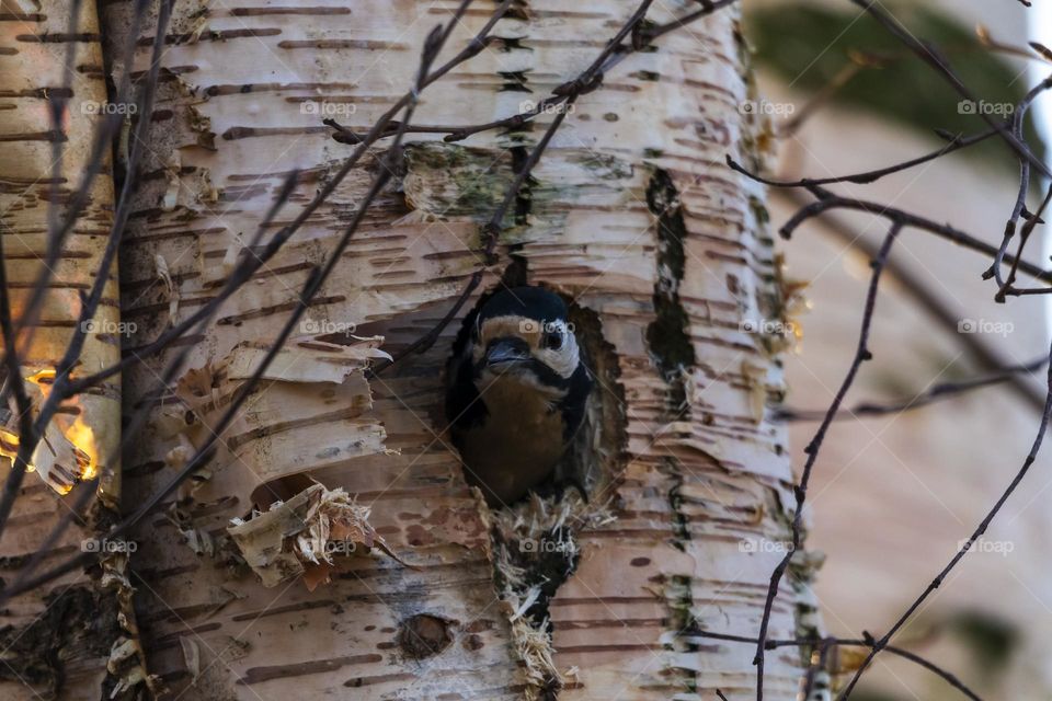 a portrait of a great spotted woodpecker putting its head out of its hole it just pecked in a birch tree trunk nest.