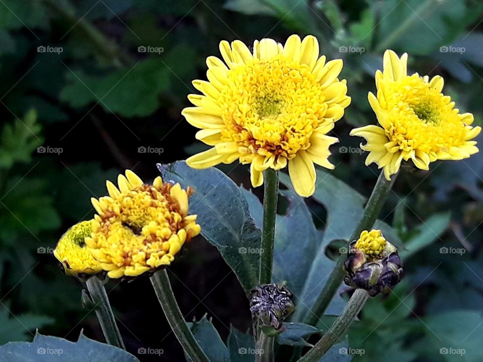 Yellow colours blooming flowers