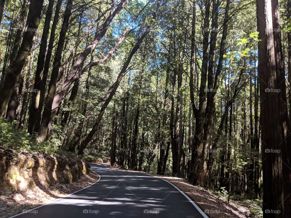 Drive thru the Redwoods