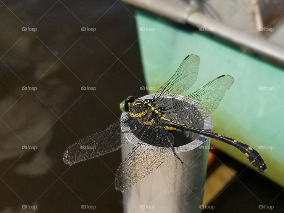 Dock Buddy Dragonfly