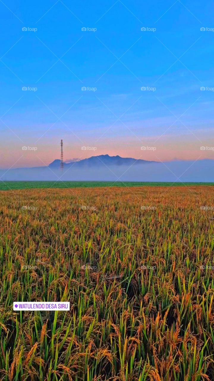 view of rice fields in Siru Lembor village, West Manggarai