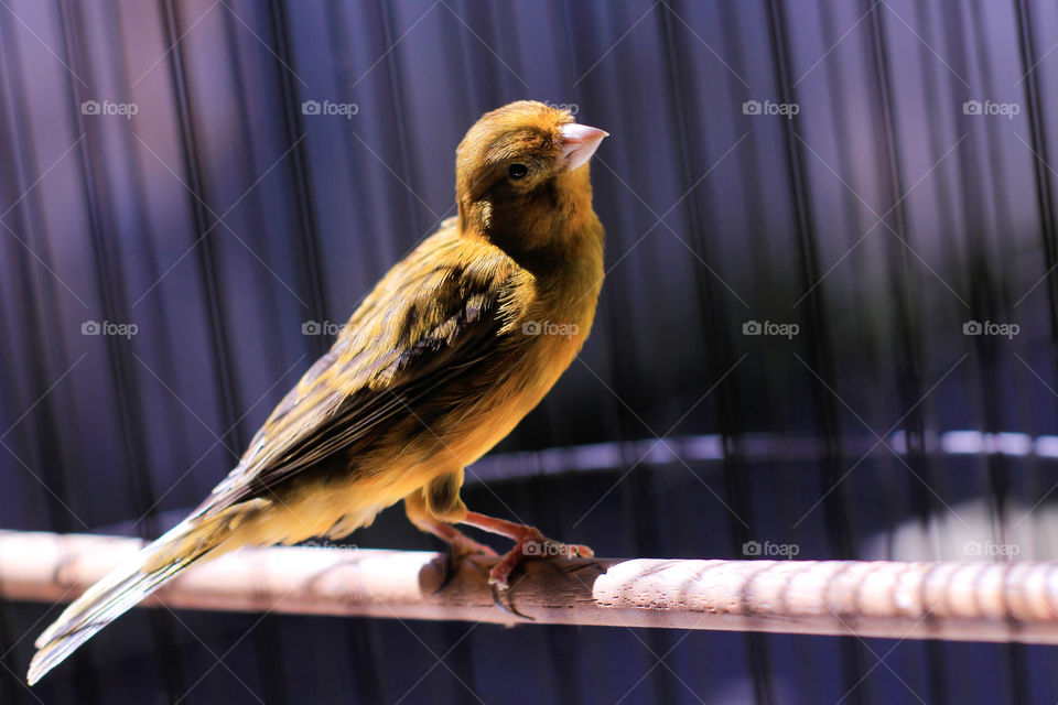 a canarry bird in cage