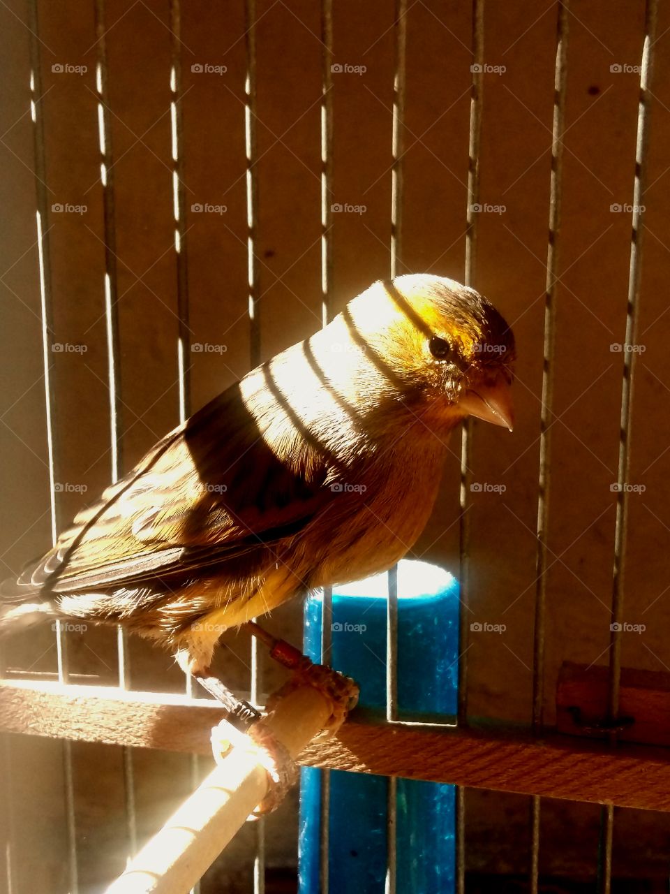 oiseau dans la cage