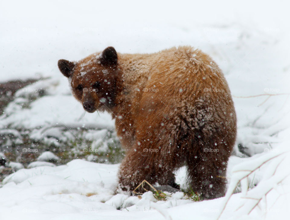 Black Bear in the Snow