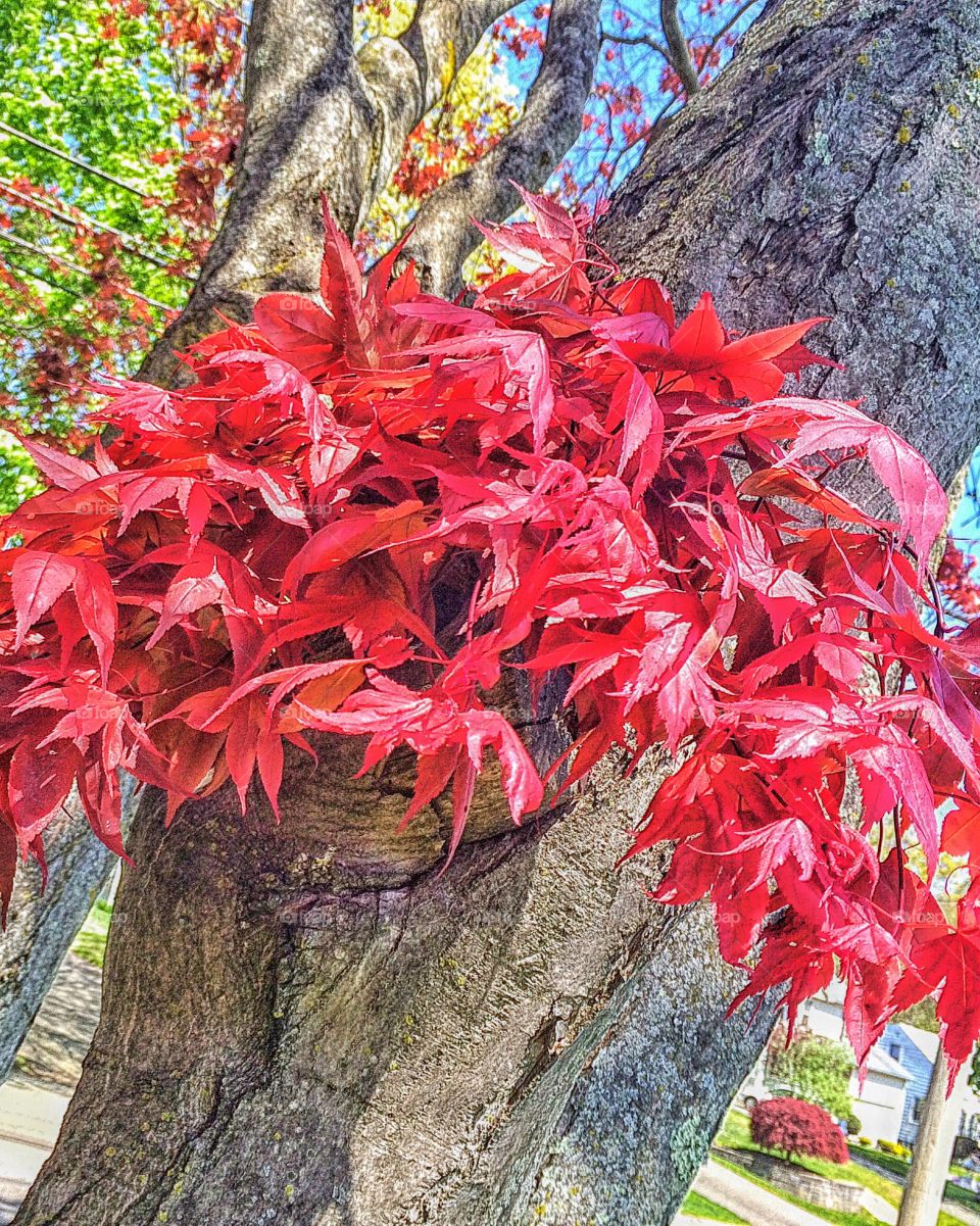 Some red maple as I walk Knox...