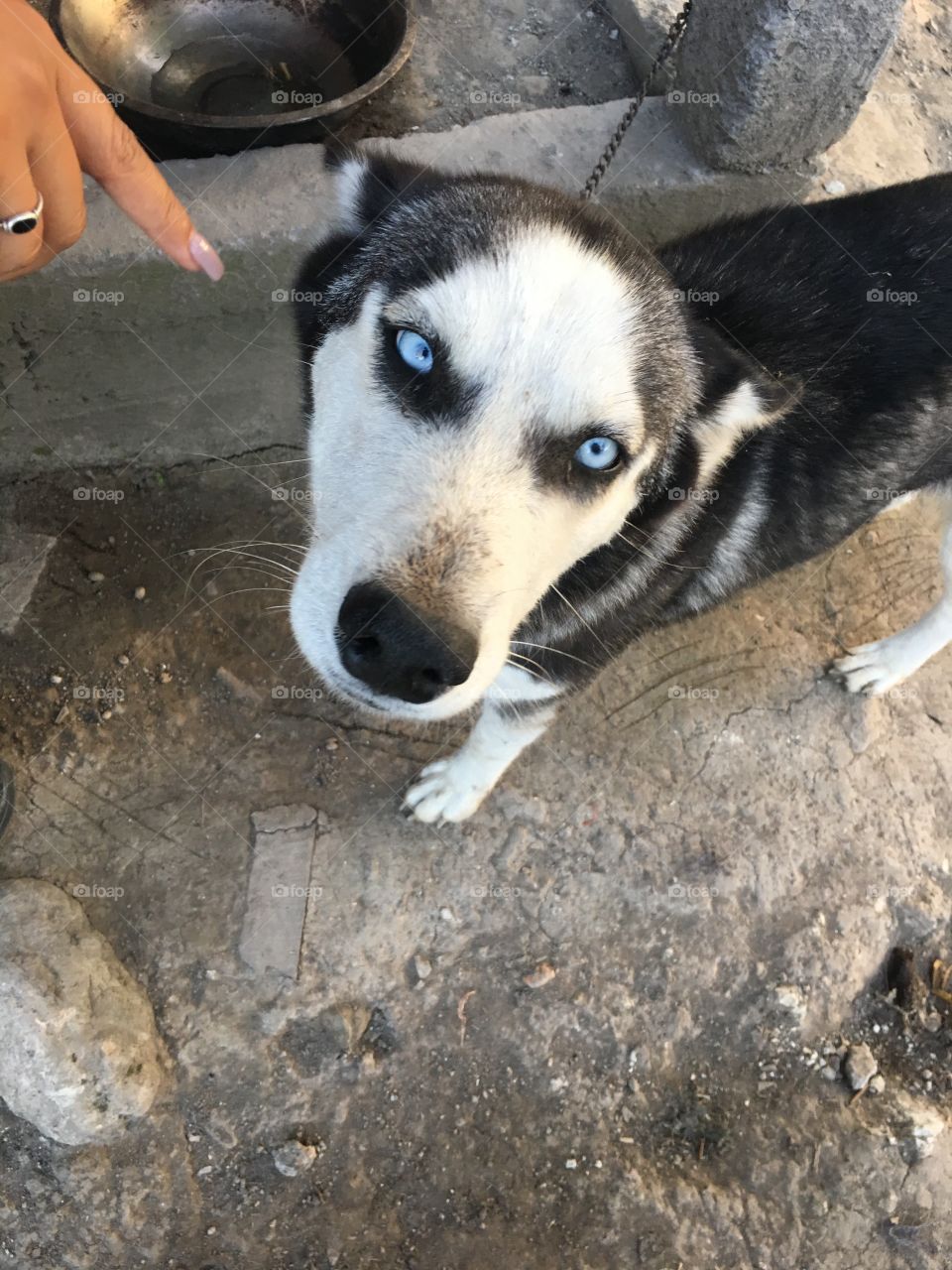 Husky love.