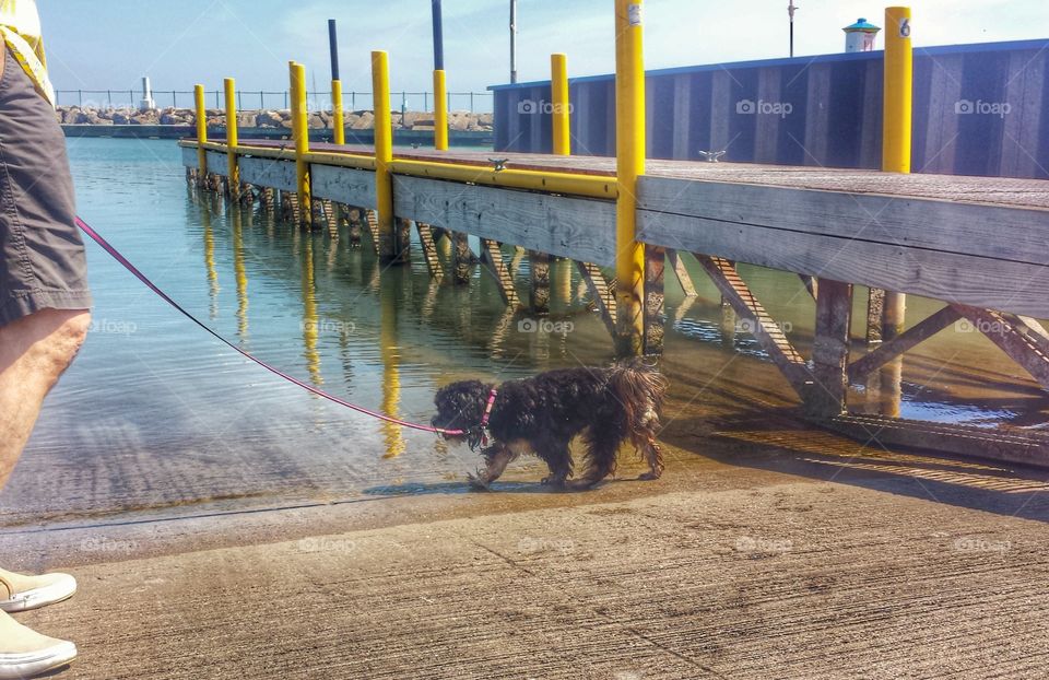 Dog at the Lake