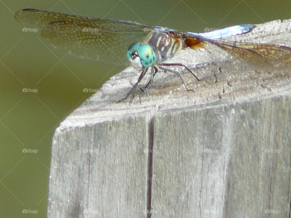 Dragonfly
