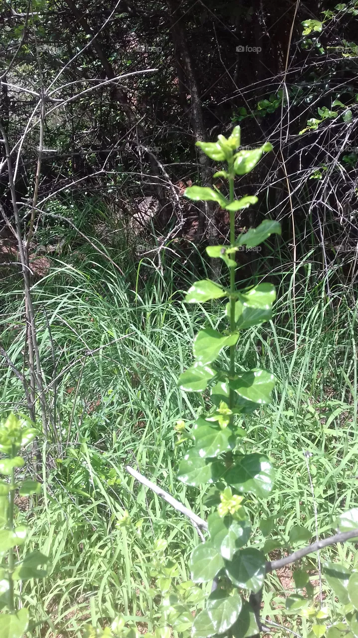 nature