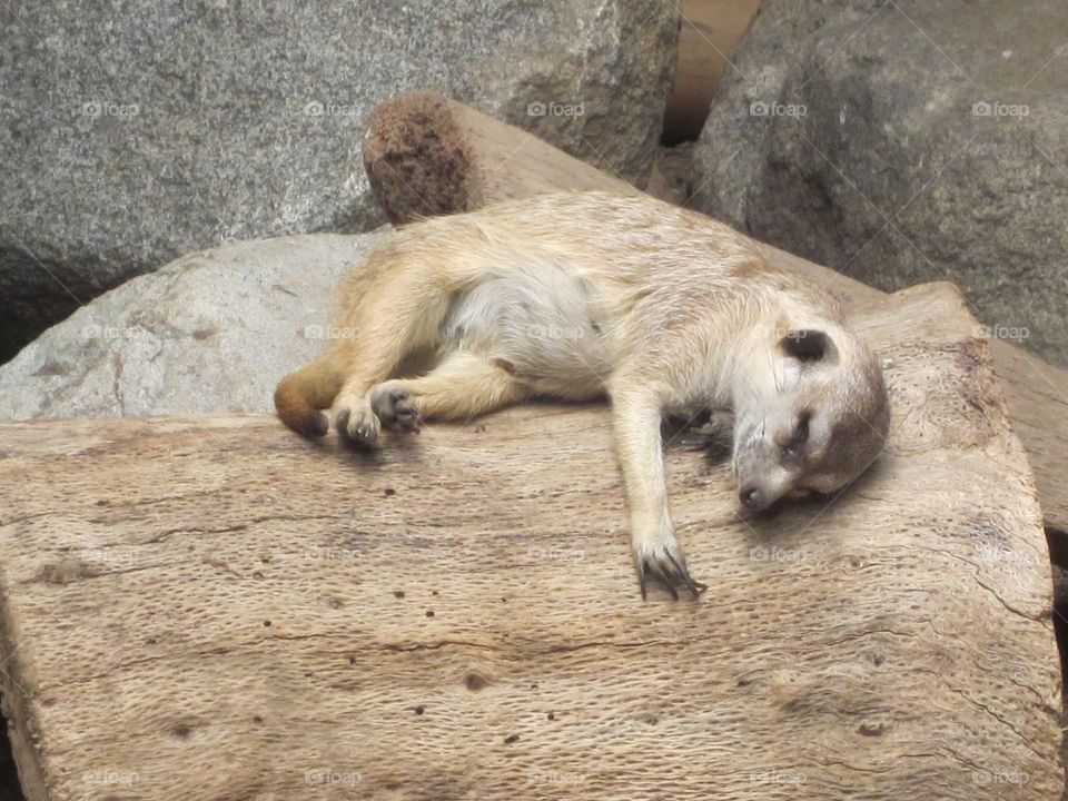 Sleeping meerkat 