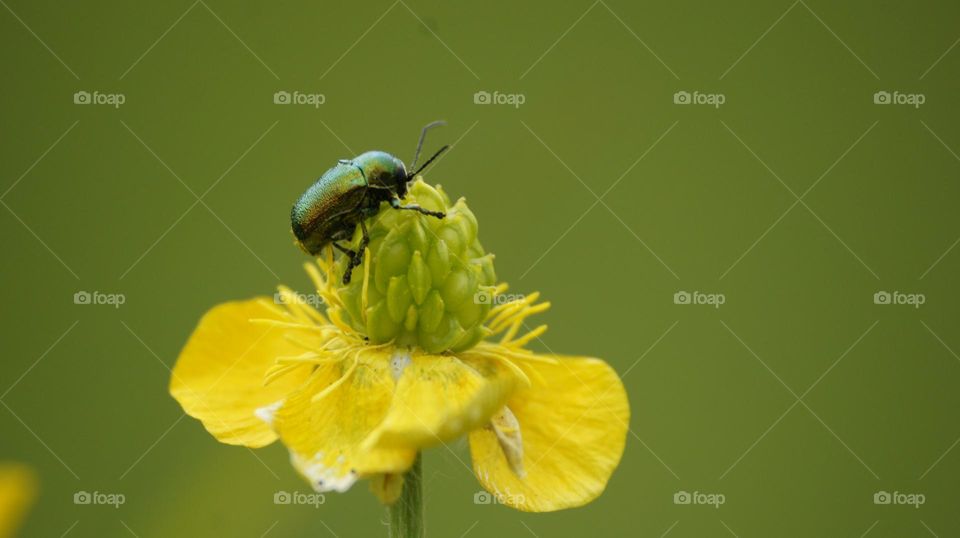 insect on buttercup flower