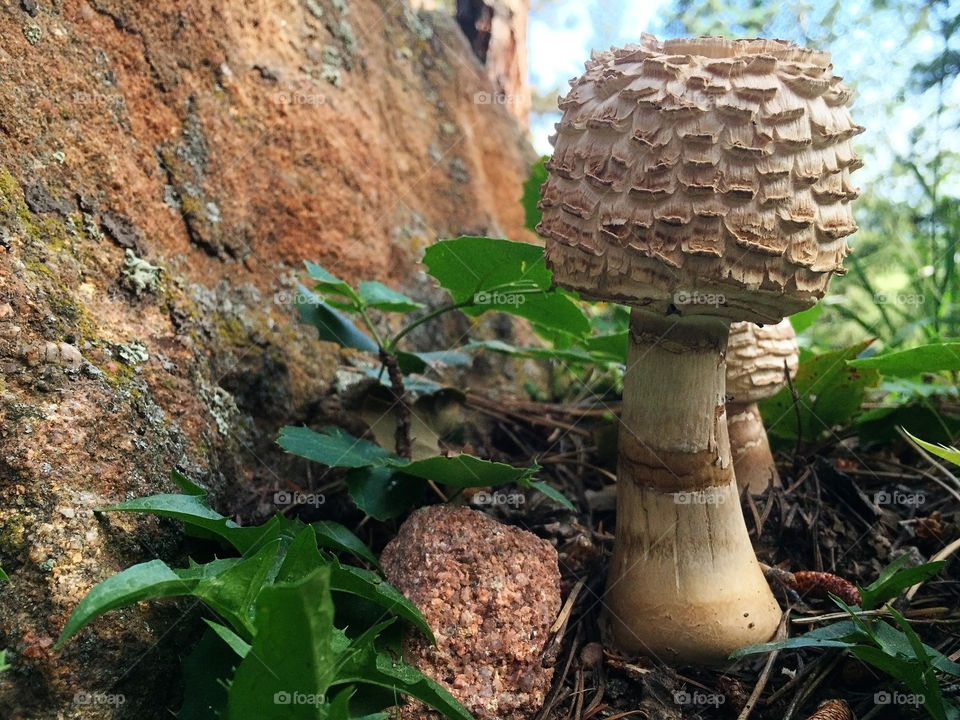 Little bits of life.