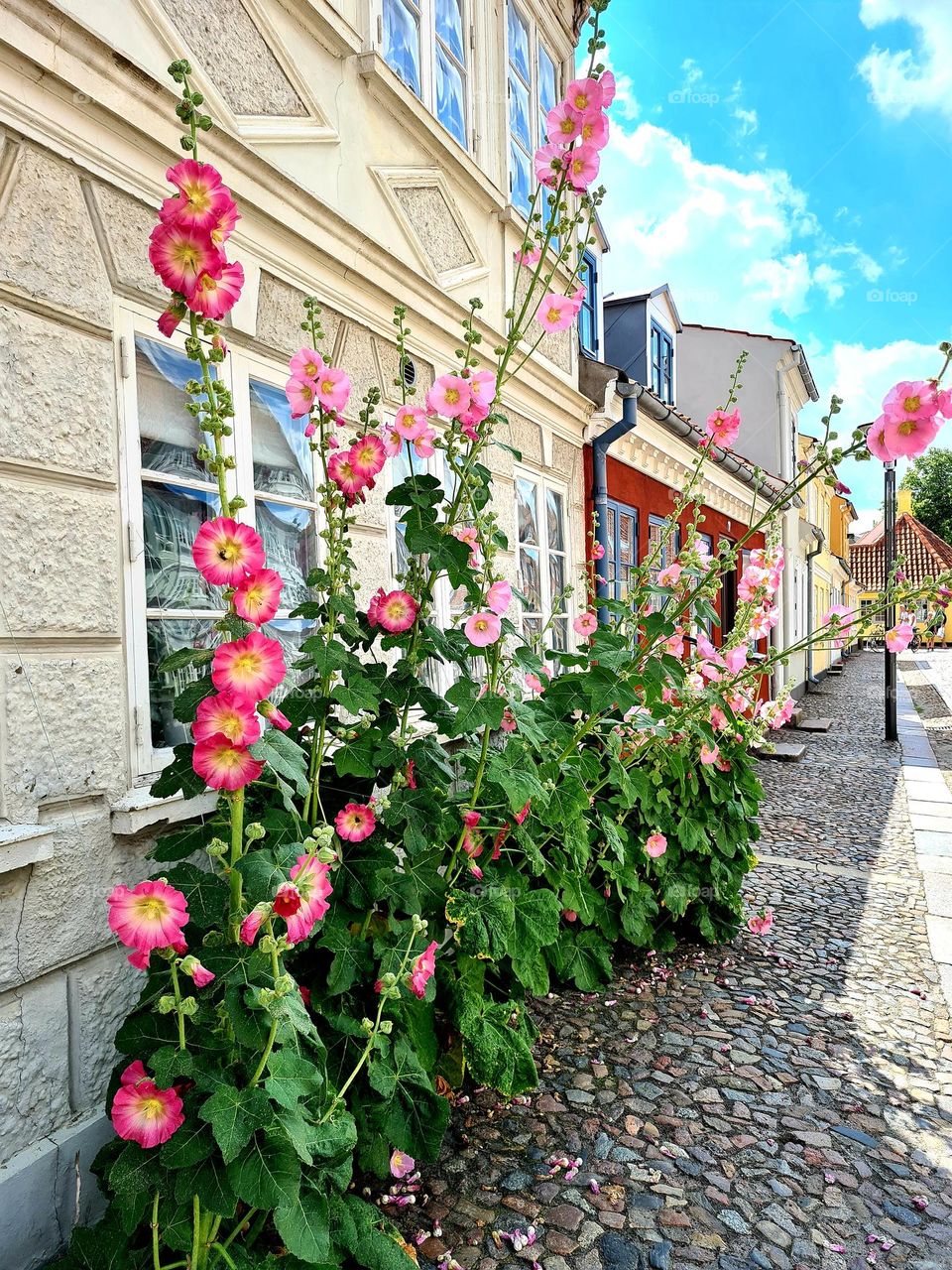 View with Hollyhocks