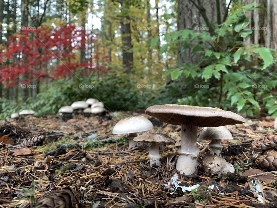 Fall mushrooms 