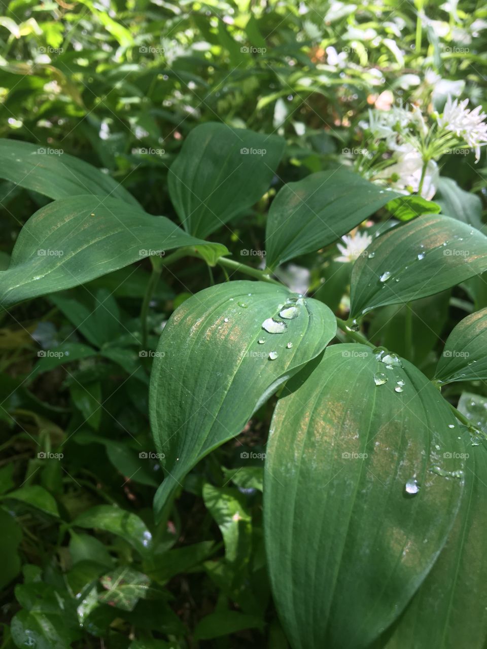 Raindrops before sun in woods