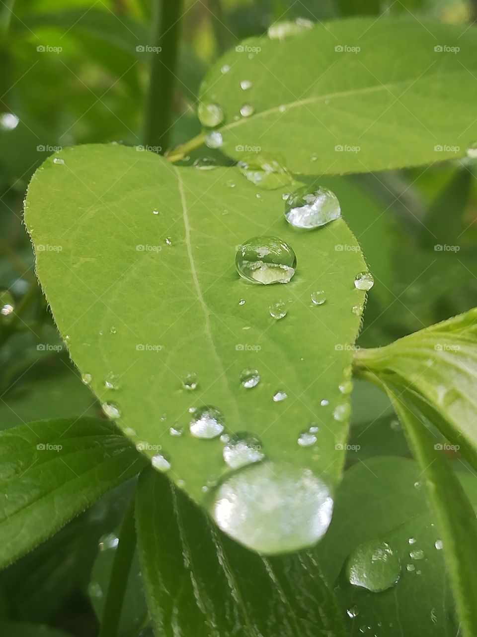 Water drops