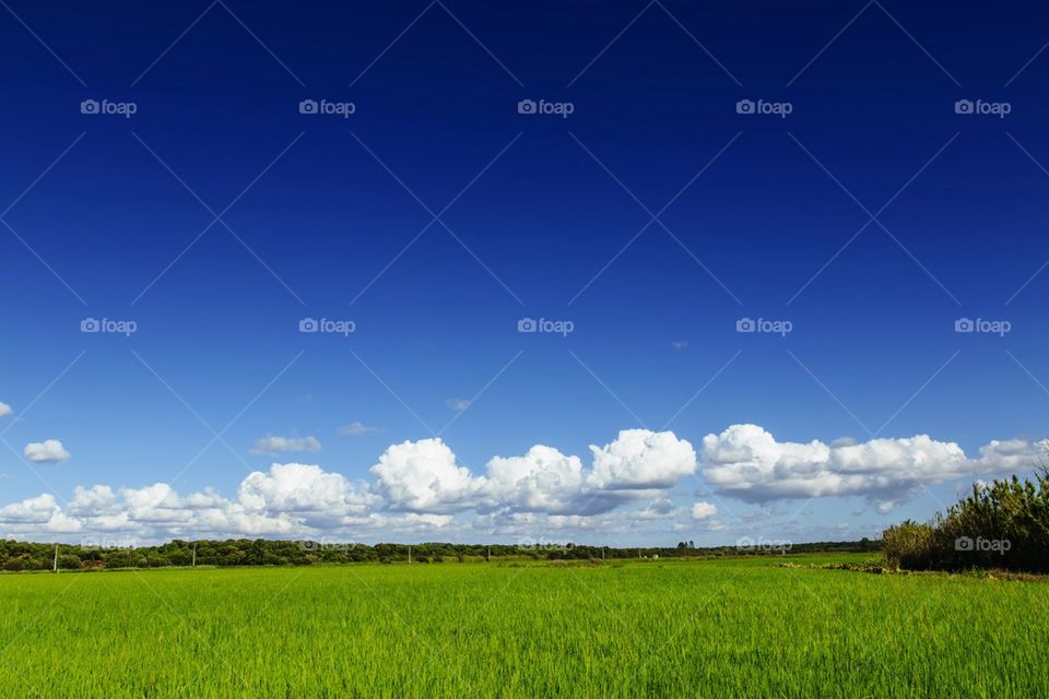 Rice Plantation