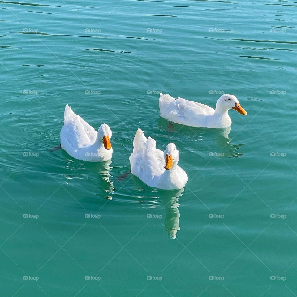 Ducks on a pond