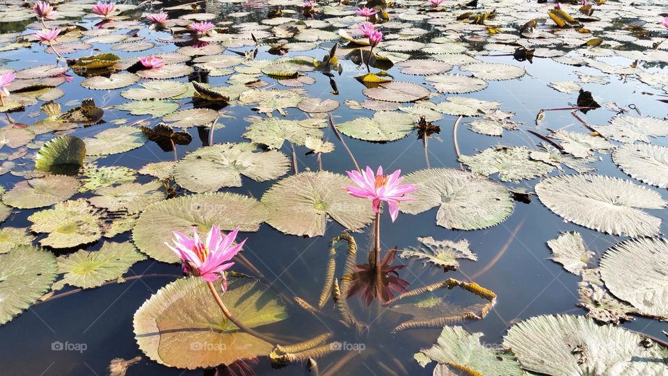 Di kolam ada bunga teratai