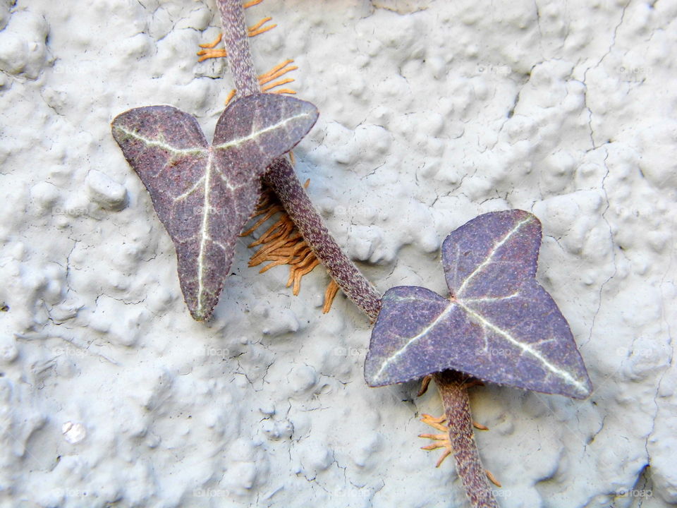 ornamental plant or wiggle in wall