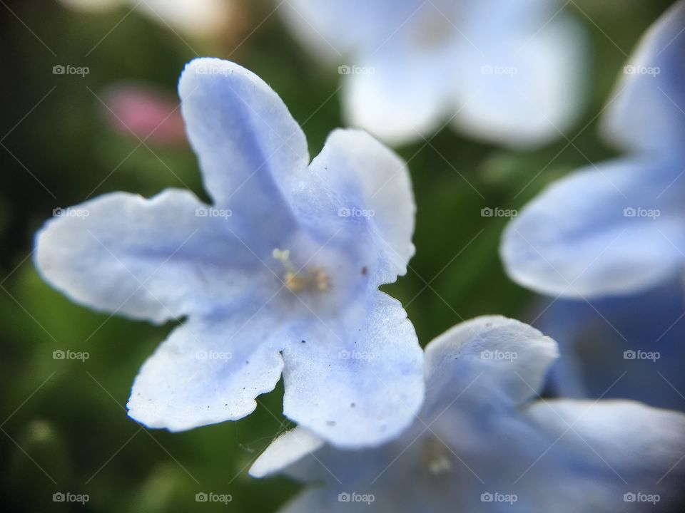 Light blue blossom macro