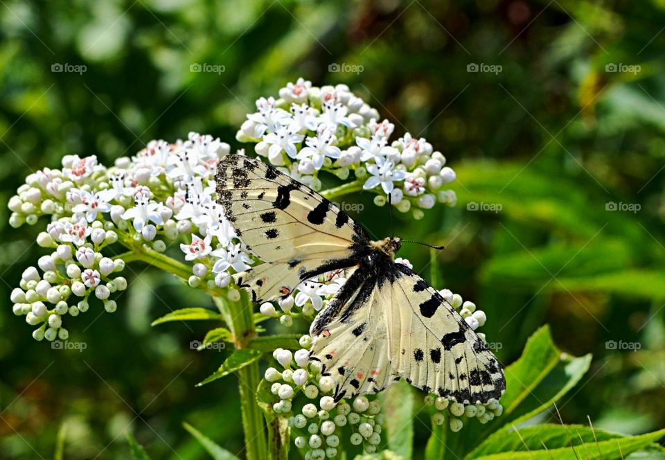 The beauty of spring