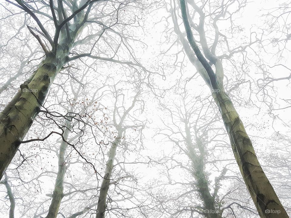 Foggy Woods