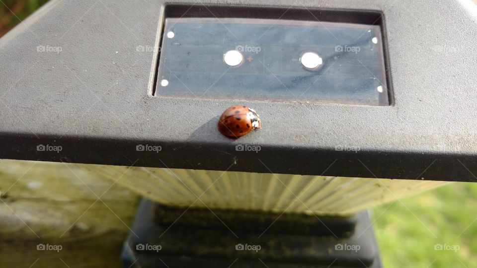 ladybug sitting in the sun