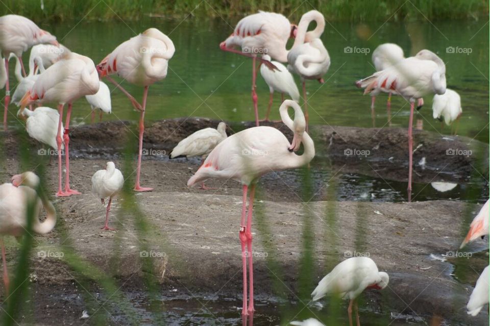 Greater flamingos
