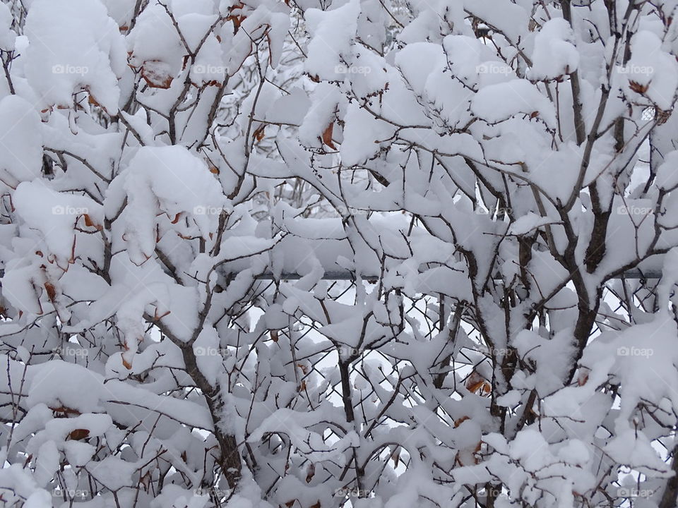 Tree of Snow