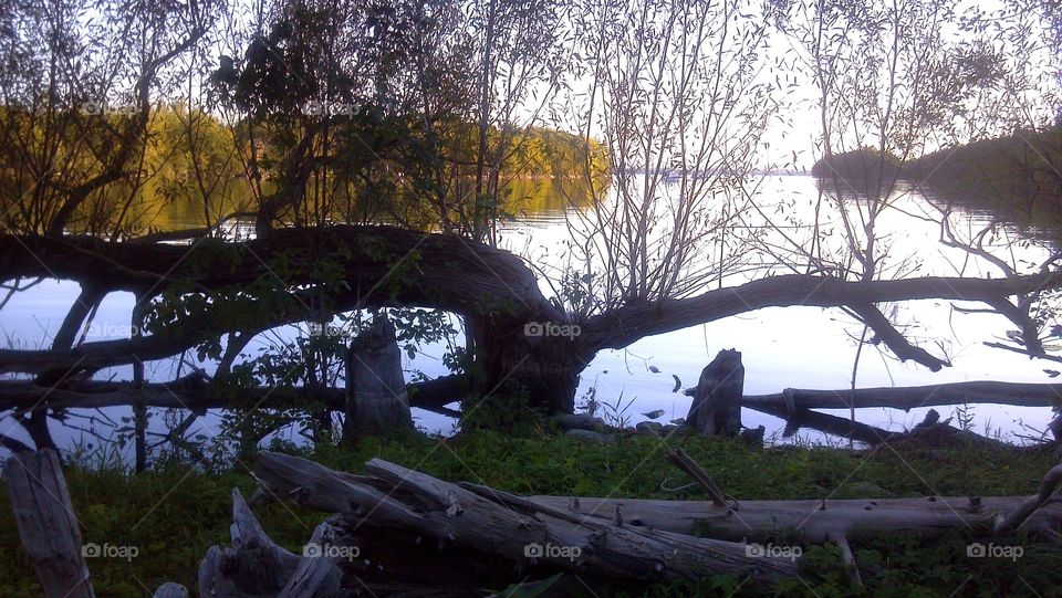 Split Tree. Point AuRoche Park on Lake Champlain in New York