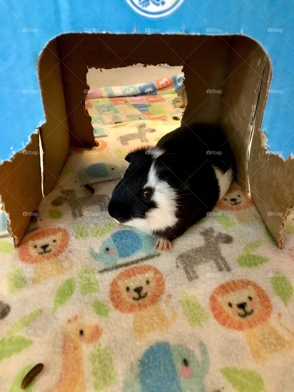 Playful Guinea pig Jakey 