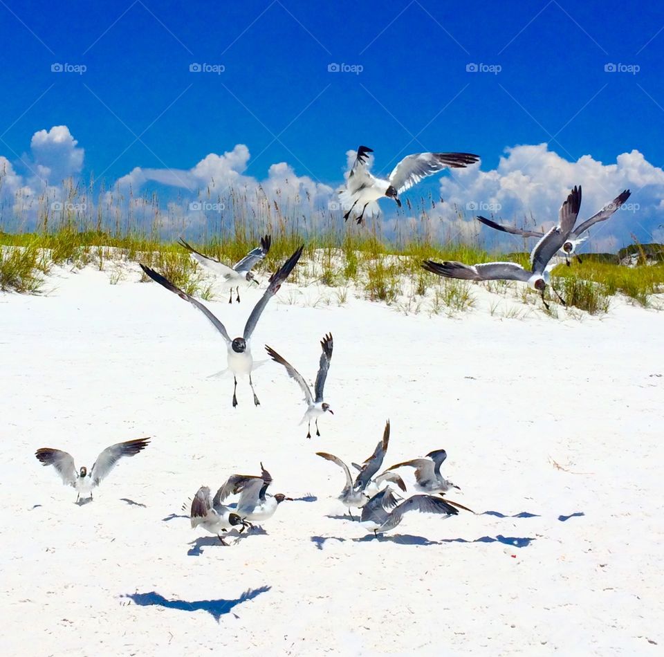 Sea fowl