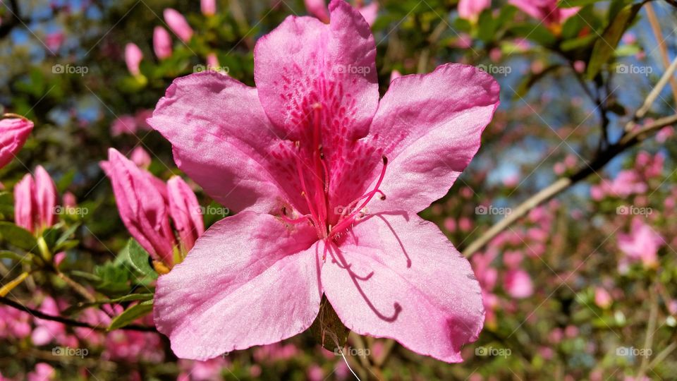 Close-up of pink flower