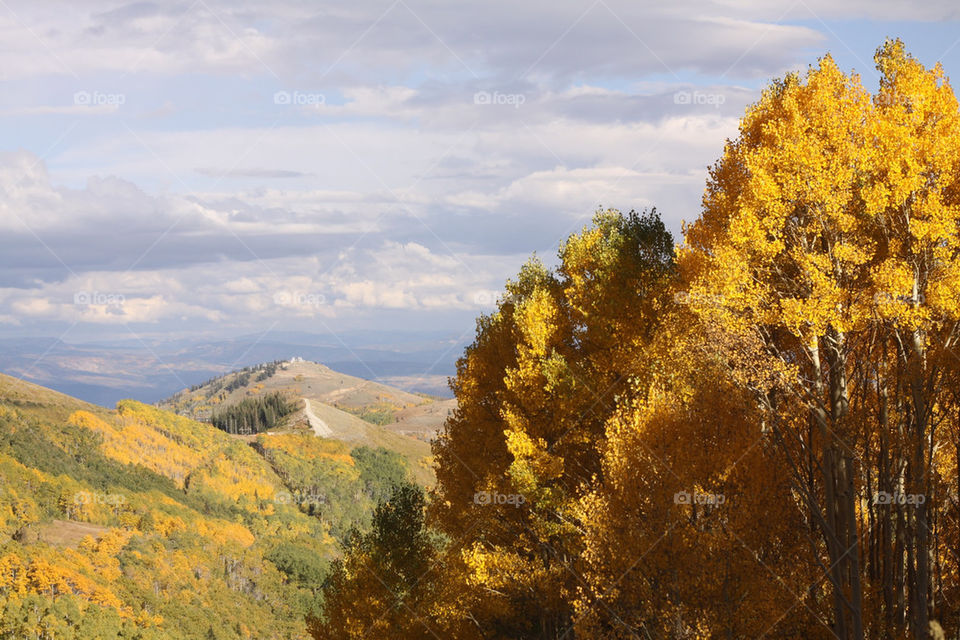 sky yellow travel leaves by lmtrent