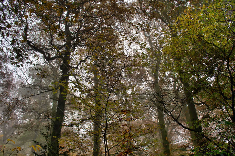 trees leaves autumn fog by richnash82