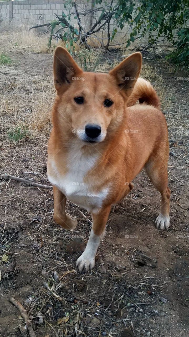 Bella Shiba Inu Sheltie mix