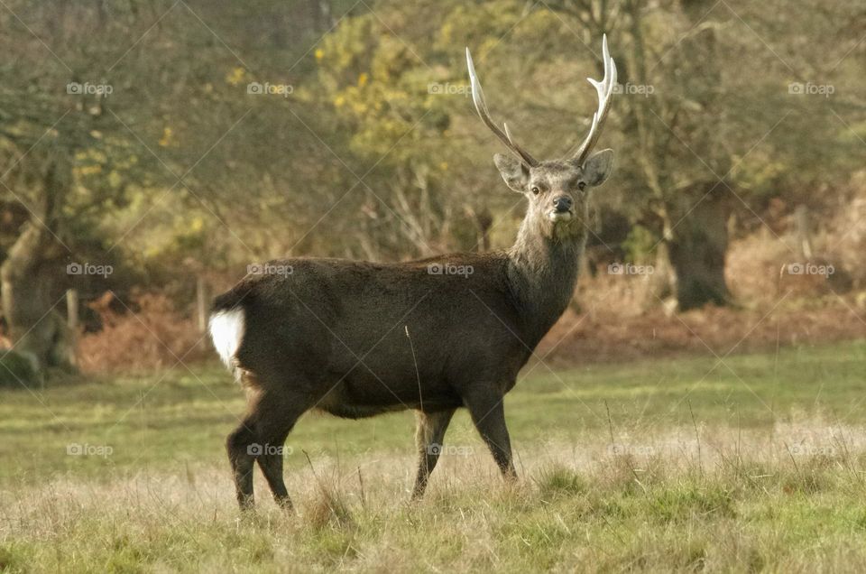 Side view of a Sika Stag with large antlers standing in grass with his head high and looking inquisitive towards the camera