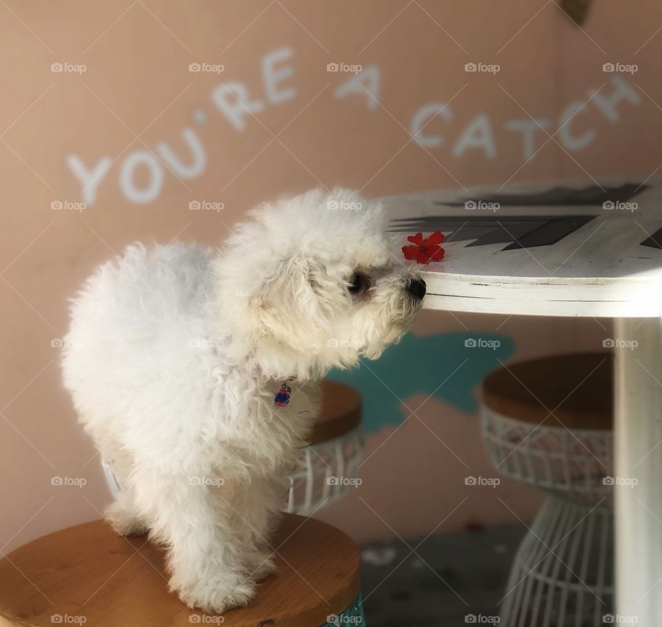 You’re a catch! A white puppy standing on a stool beside a table with his nose next to a small red flower.