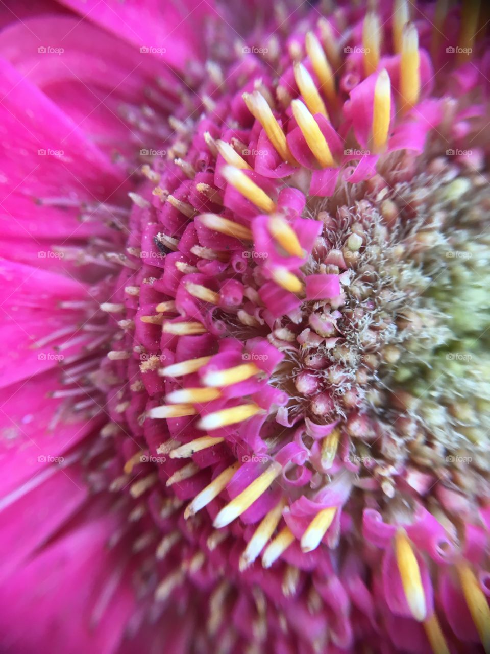 Gerbera closeup