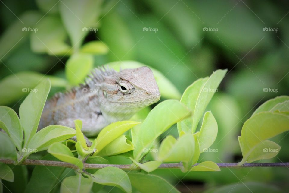 lizards ! usually found near the bushes