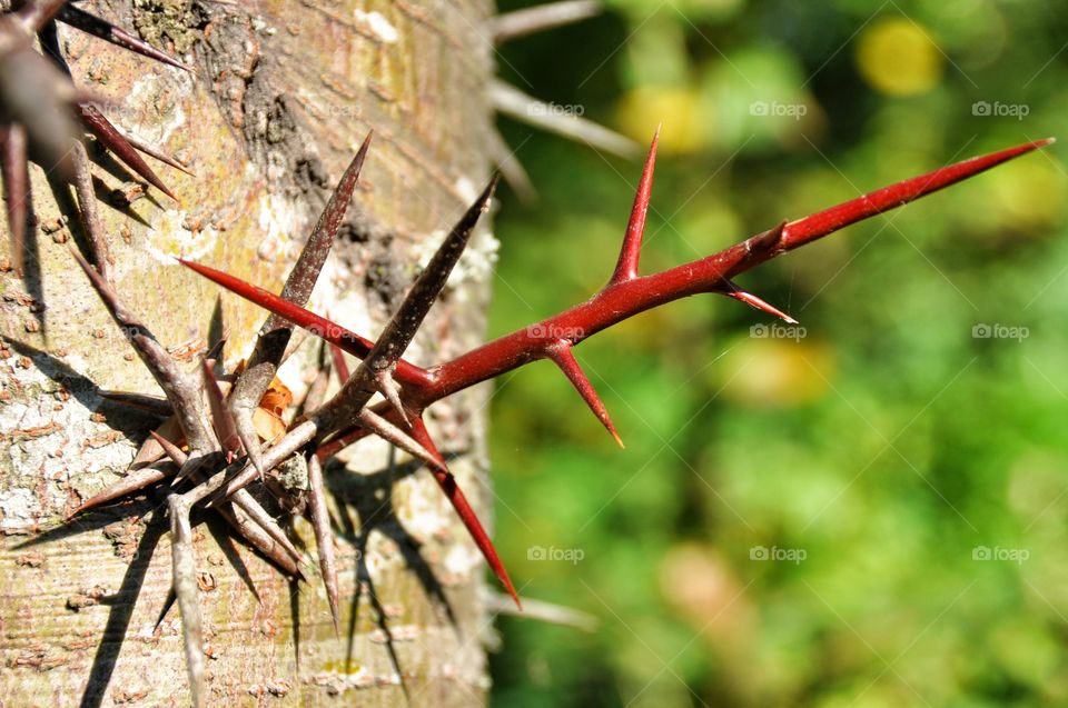 Needles on tree trunk. Needles on a tree trunk the Acacia in the wood