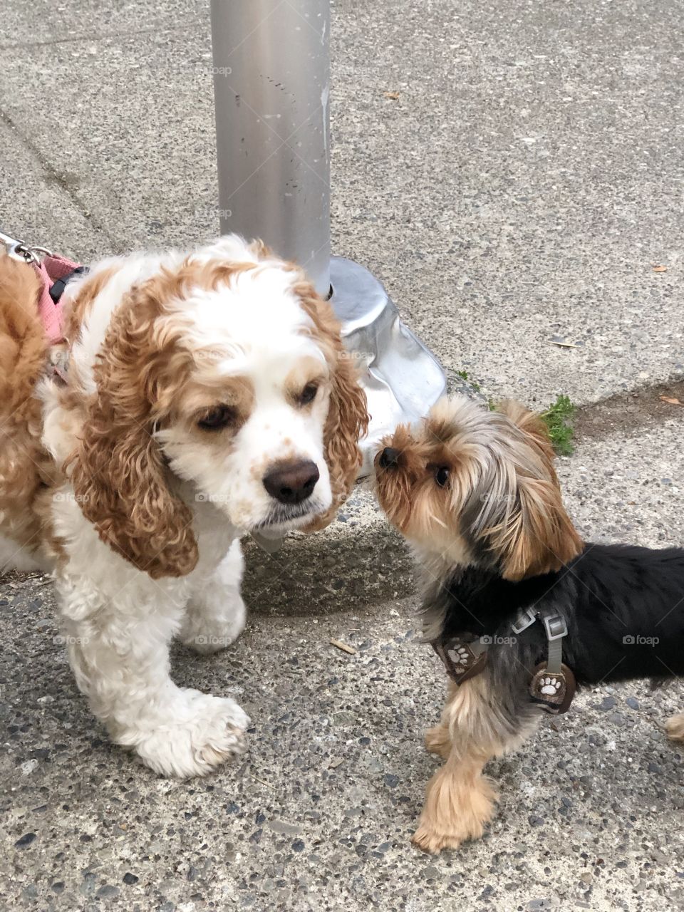 I want to be your friend 