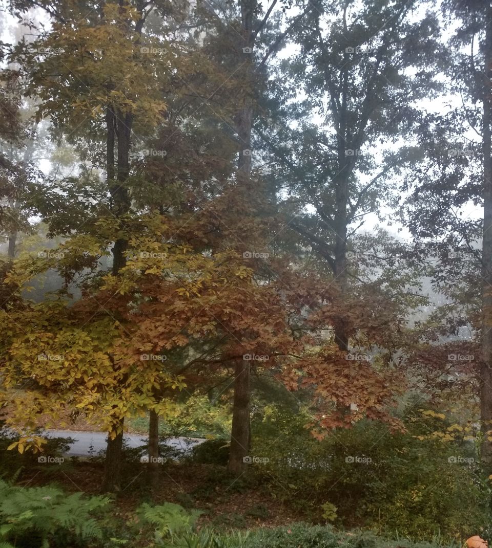 Fall afternoon. Autumn afternoon.  Fall color