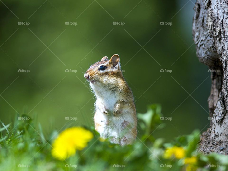 A chipmunk on a lookout