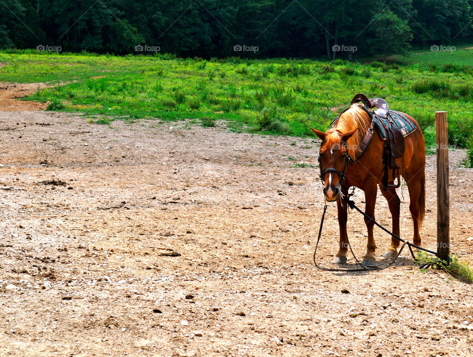 field background horse kentucky by refocusphoto