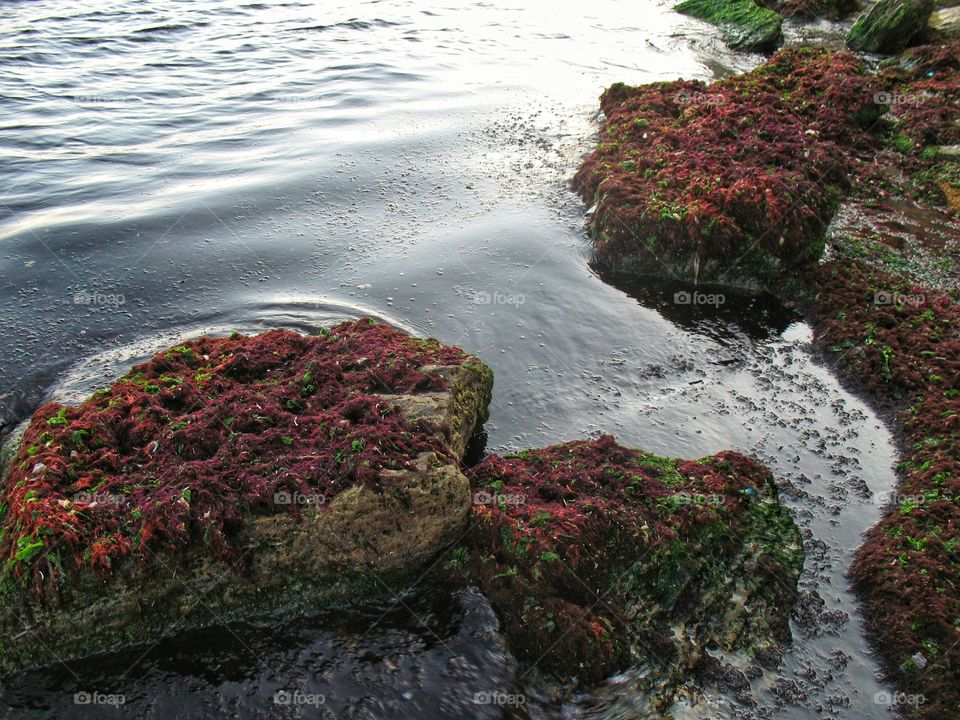 overgrown stones by the sea поросшие камни у моря